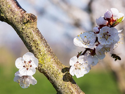 Marillenblüte & Bien.jpg