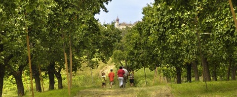 Marillenweg - Weinhof Aufreiter.jpg