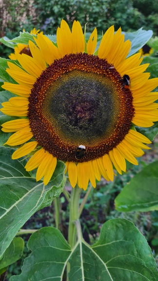20250711_190349.jpg