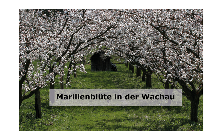 marillenblüte.png