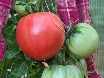 Unsere Gartenschätze sind da