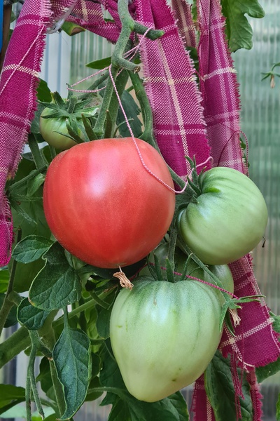 Unsere Gartenschätze sind da