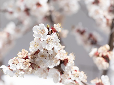 Apricot Blossom Wachau