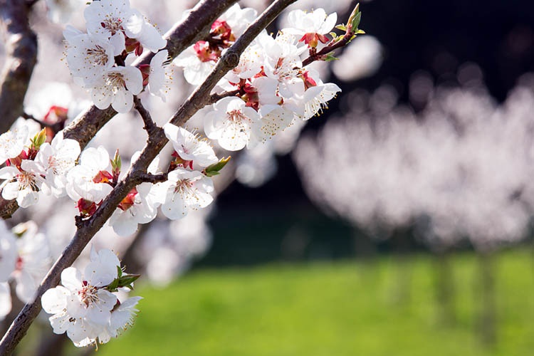Apricot Blossom Wachau